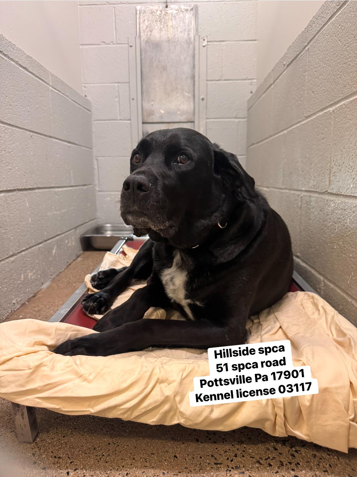 Grouper, adopted, Adult Male Black Labrador Retriever.