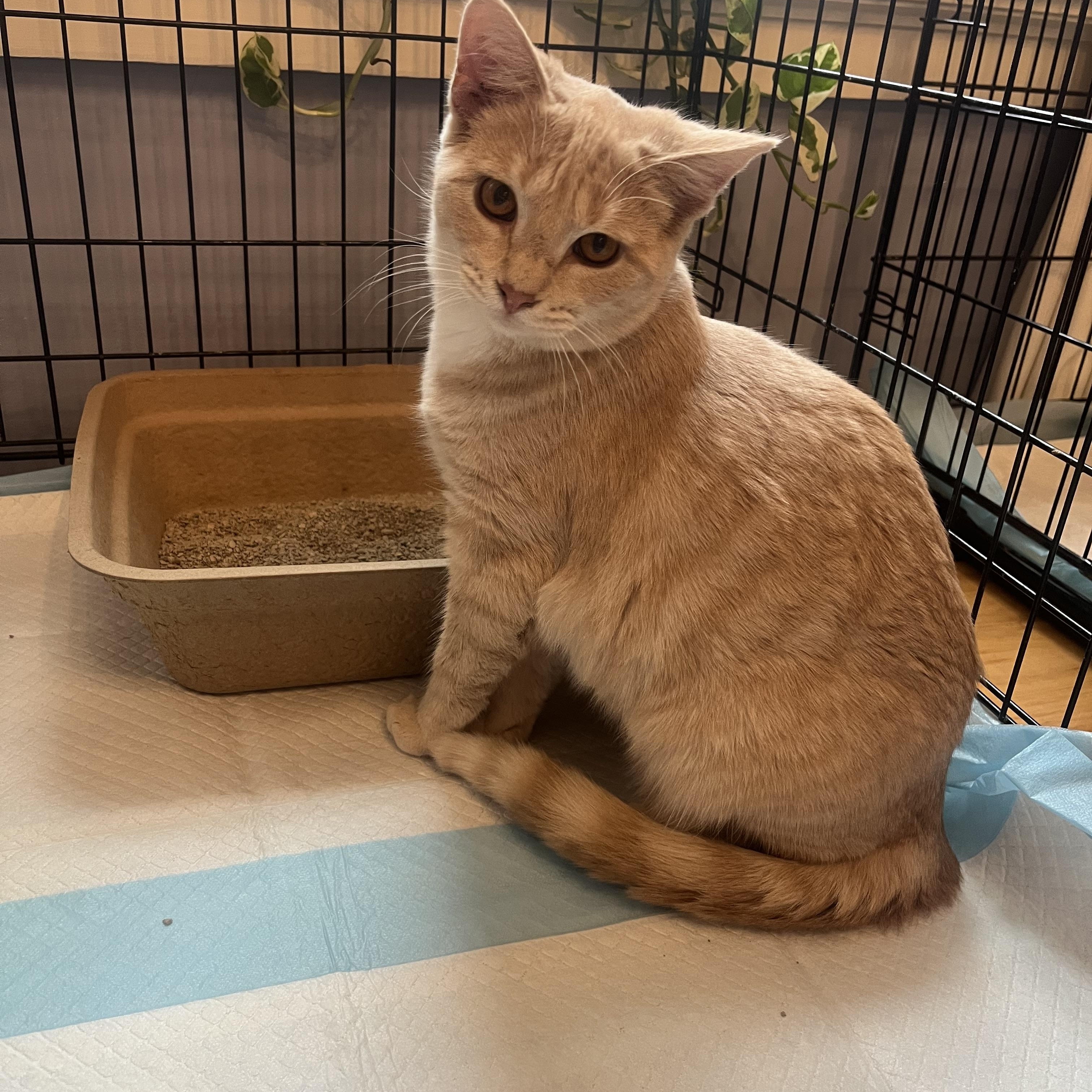 Tostada, Adoptable, Young Male Domestic Short Hair.