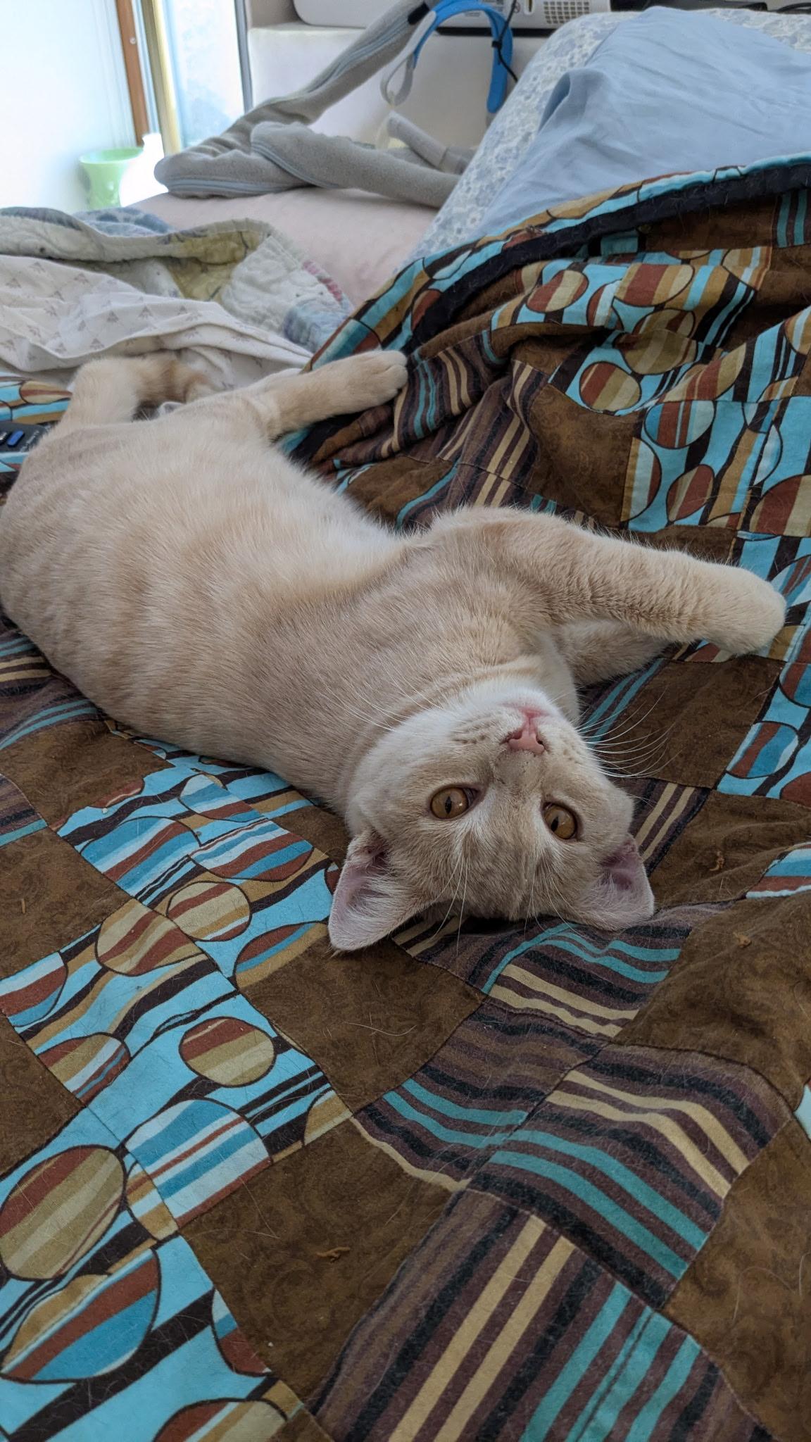 Enlarge Tostada, a Adoptable Domestic Short Hair in Madison, WI image 4/4