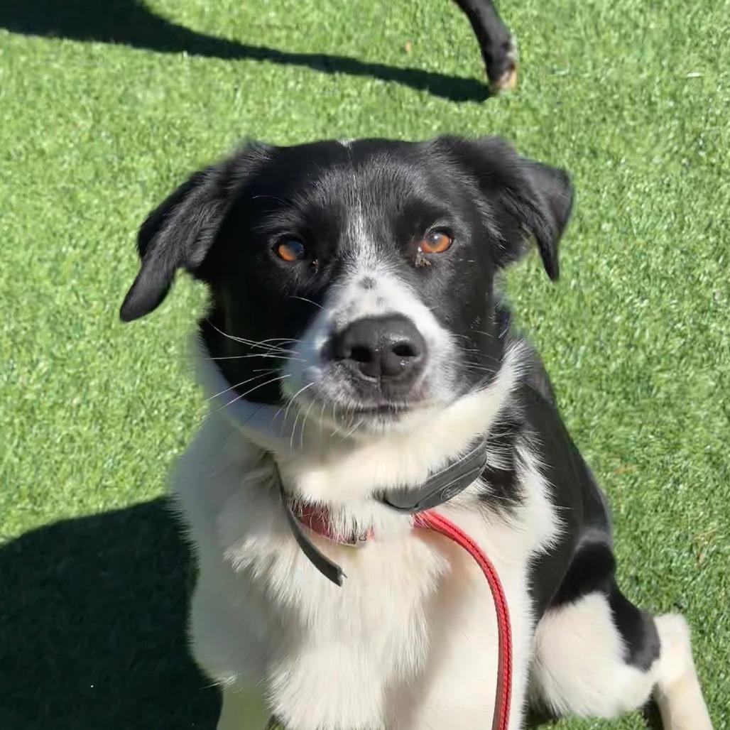 Doug, Adoptable, Adult Male Border Collie.