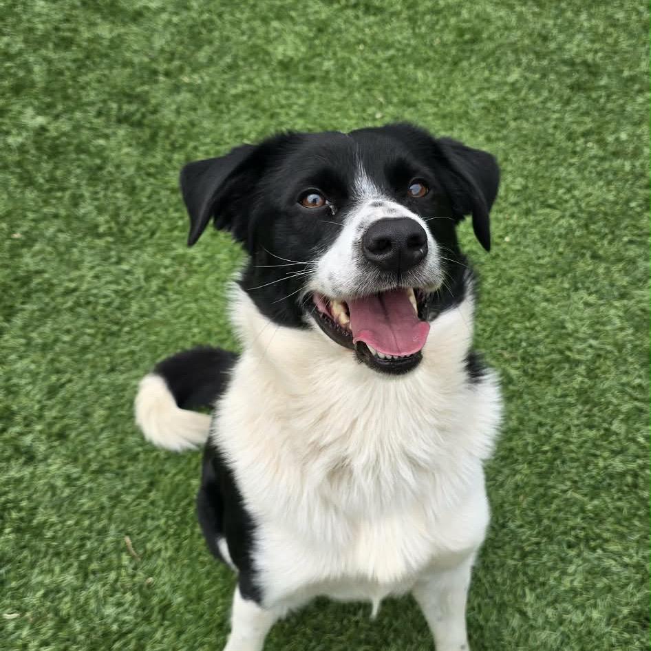 Doug, Adoptable, Adult Male Border Collie.
