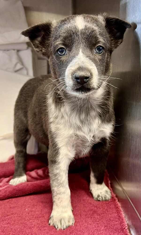 Clementine, Adoptable, Puppy Female Australian Cattle Dog / Blue Heeler.