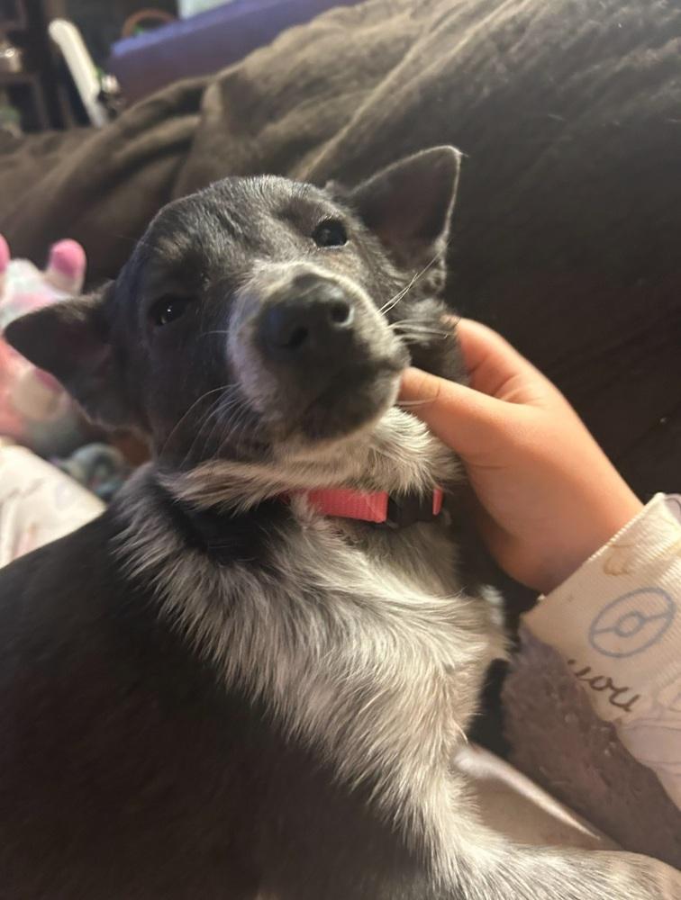 Clementine, Adoptable, Puppy Female Australian Cattle Dog / Blue Heeler.