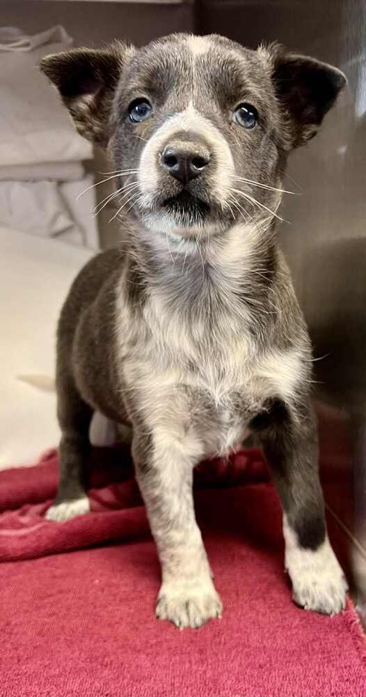 Clementine, a Adoptable mixed breed in Cortez, CO image 2/4