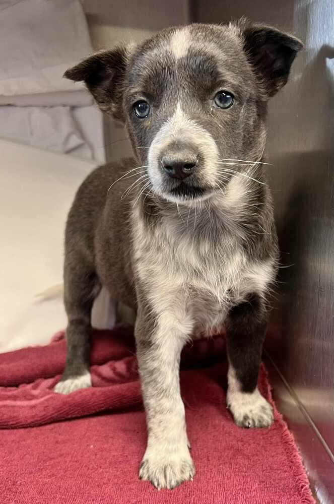 Clementine, a Adoptable mixed breed in Cortez, CO image 3/4