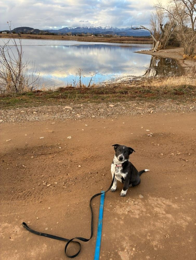 Enlarge Clementine, a Adoptable mixed breed in Cortez, CO image 4/6