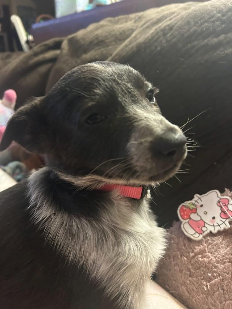 Enlarge Clementine, a Adoptable mixed breed in Cortez, CO image 5/6