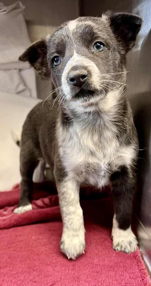 Clementine, a Adoptable mixed breed in Cortez, CO image 4/4