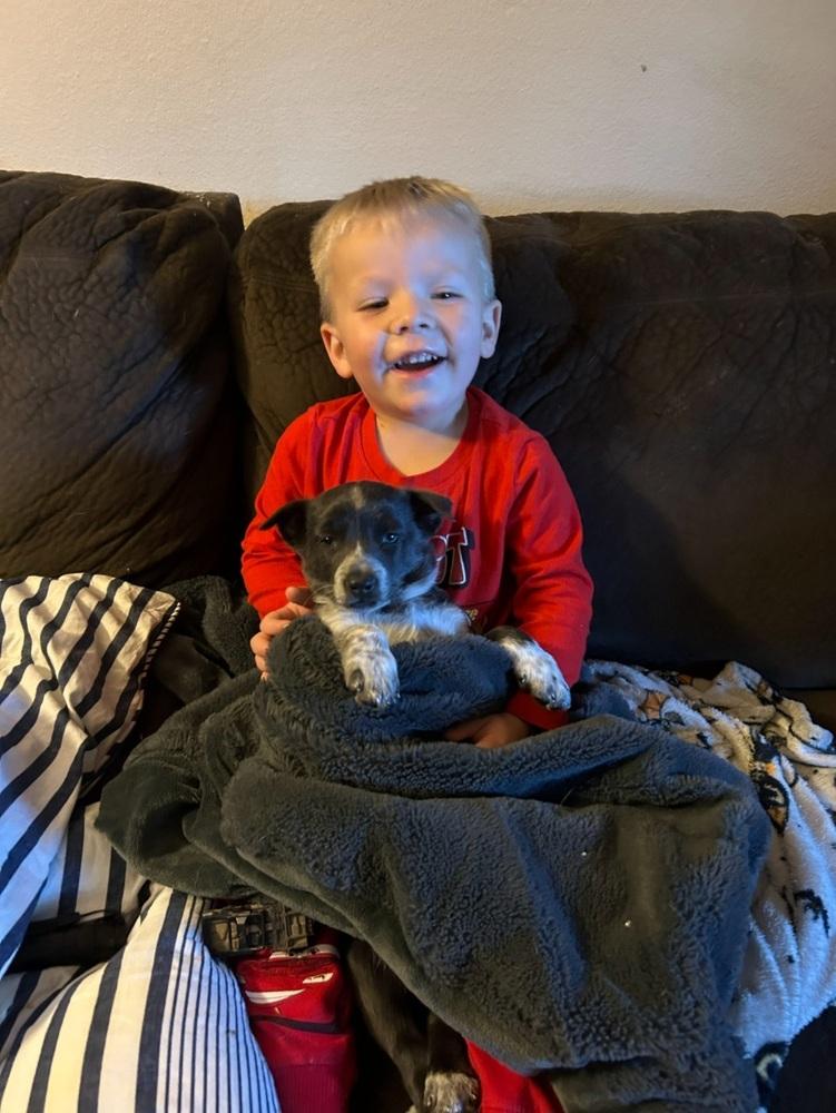 Enlarge Clementine, a Adoptable mixed breed in Cortez, CO image 6/6