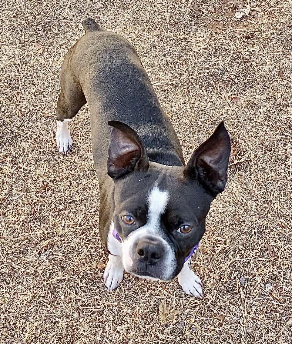 Toby Clark, Adoptable, Adult Male Boston Terrier.