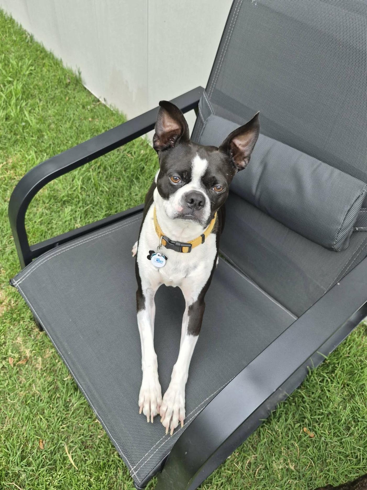 Enlarge Toby Clark, a Adoptable Boston Terrier in Muskogee, OK image 2/2