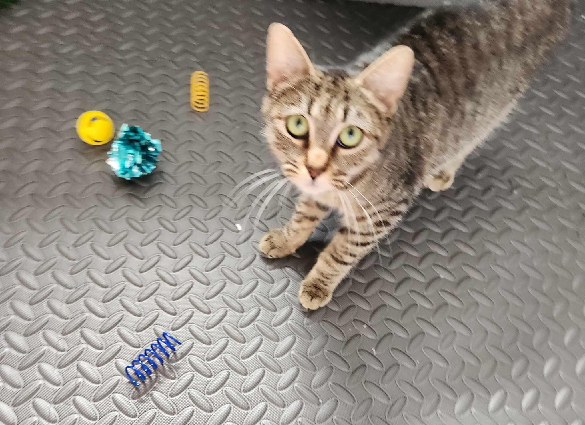 Rona, a Adoptable Domestic Short Hair in Warwick, RI image 4/5