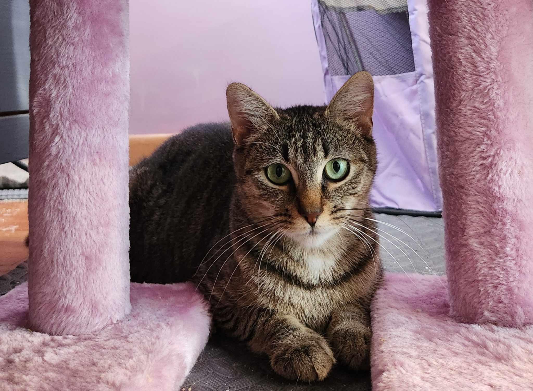 Rona, a Adoptable Domestic Short Hair in Warwick, RI image 3/5