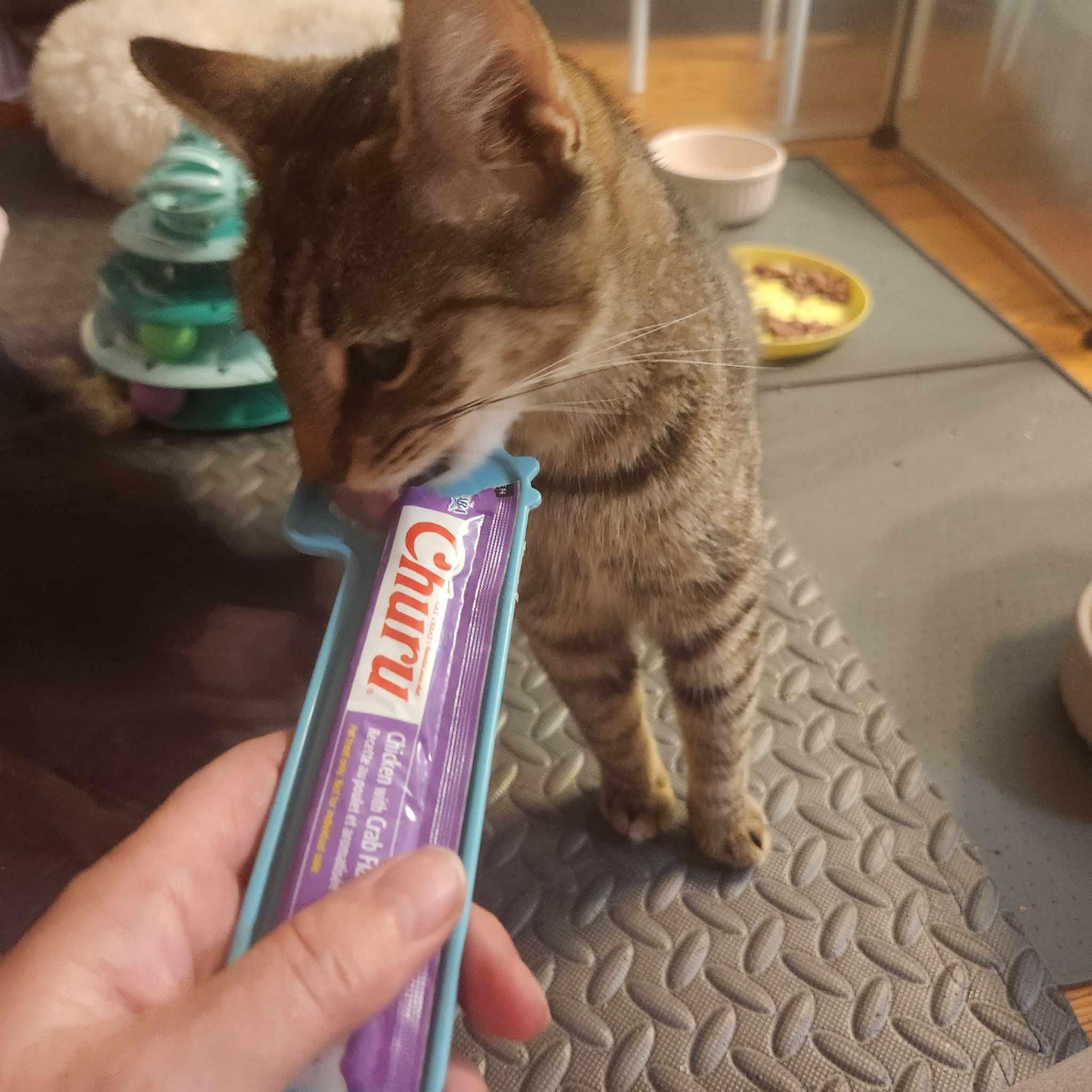 Rona, a Adoptable Domestic Short Hair in Warwick, RI image 5/5