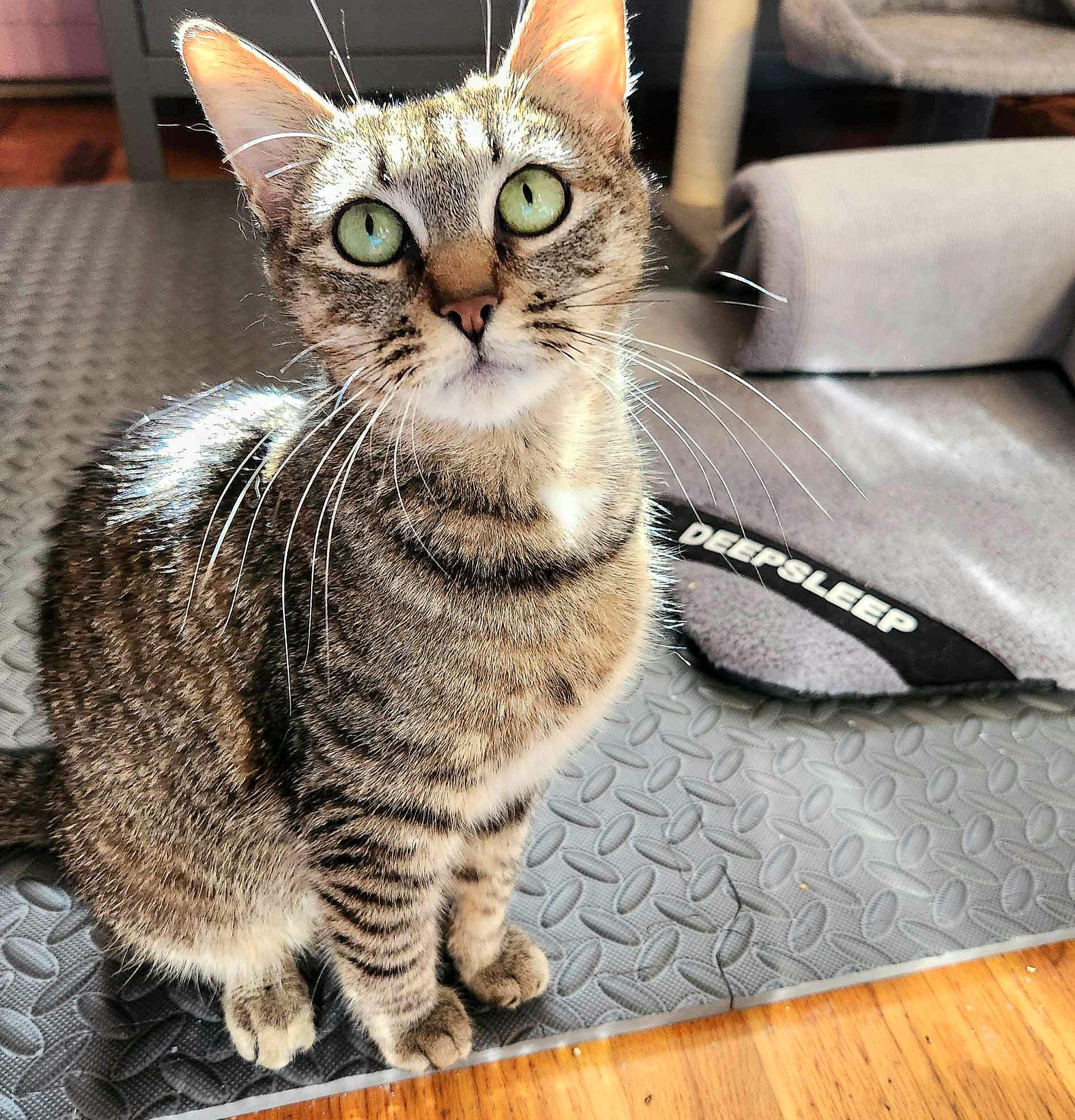 Rona, a Adoptable Domestic Short Hair in Warwick, RI image 2/5