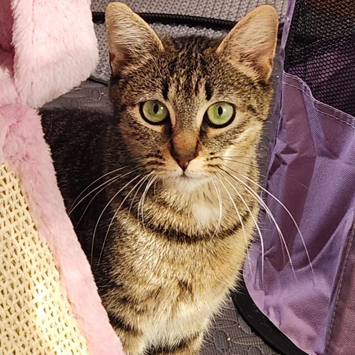 Rona, a Adoptable Domestic Short Hair in Warwick, RI image 1/5