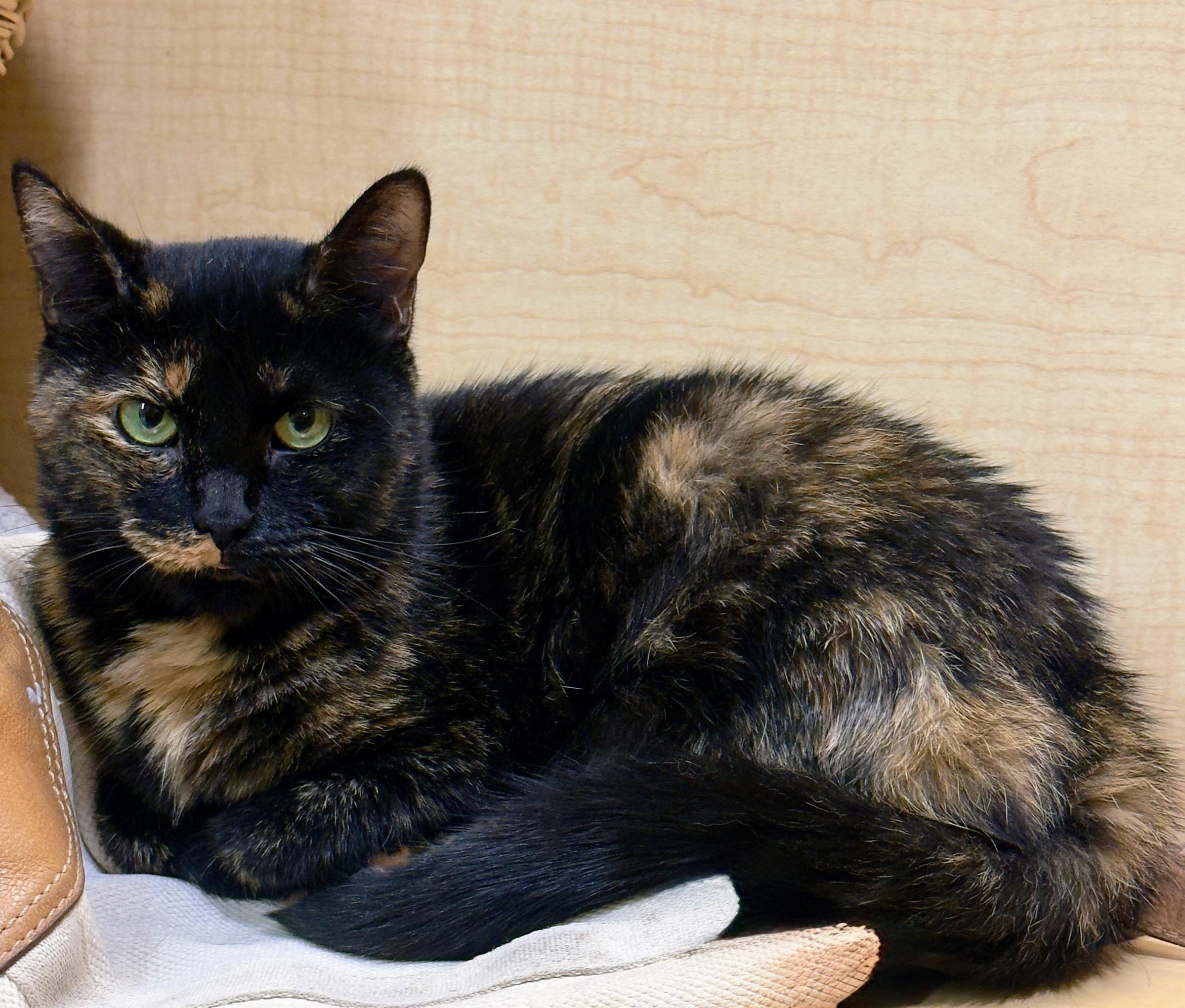 Stauchy, Adoptable, Young Female Calico.