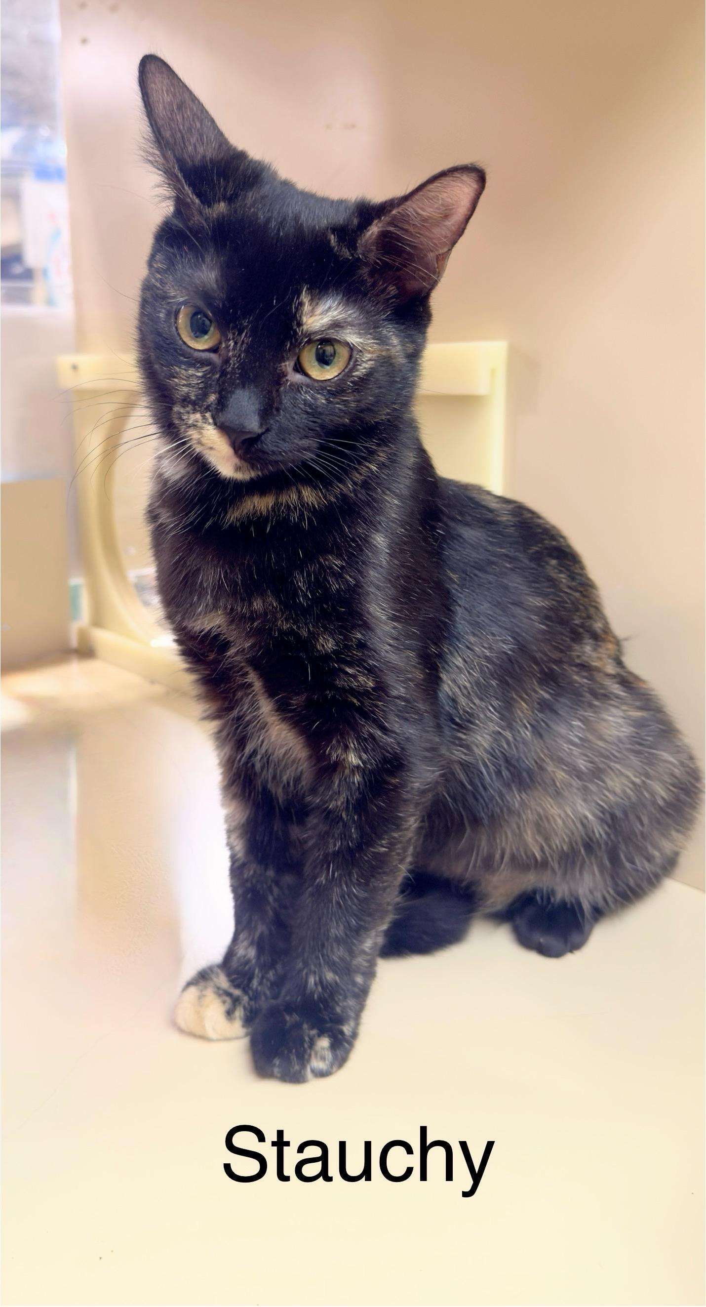 Stauchy, Adoptable, Young Female Calico.