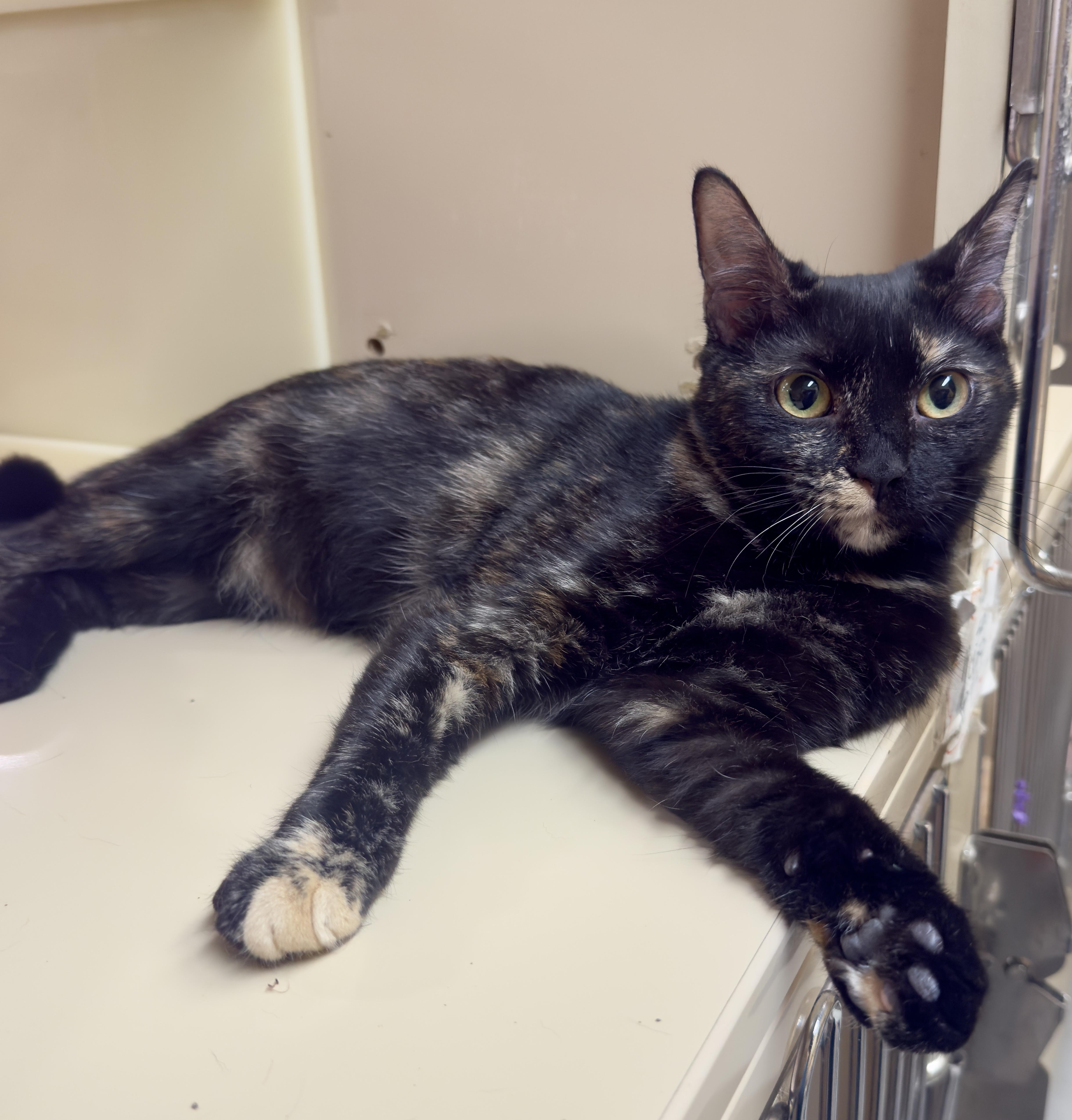 Stauchy, a Adoptable Calico in Mobile, AL image 3/3