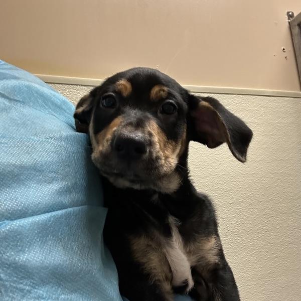 Enlarge Luigi, a Adoptable mixed breed in Walnut Creek, CA image 1/1