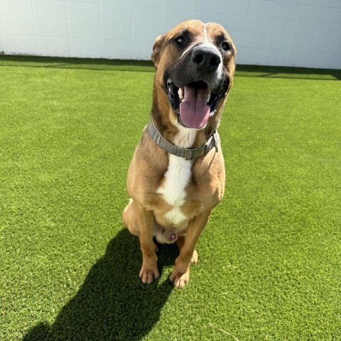 Duke, an adoptable German Shepherd Dog in LOXAHATCHEE, FL, 33470 | Photo Image 2