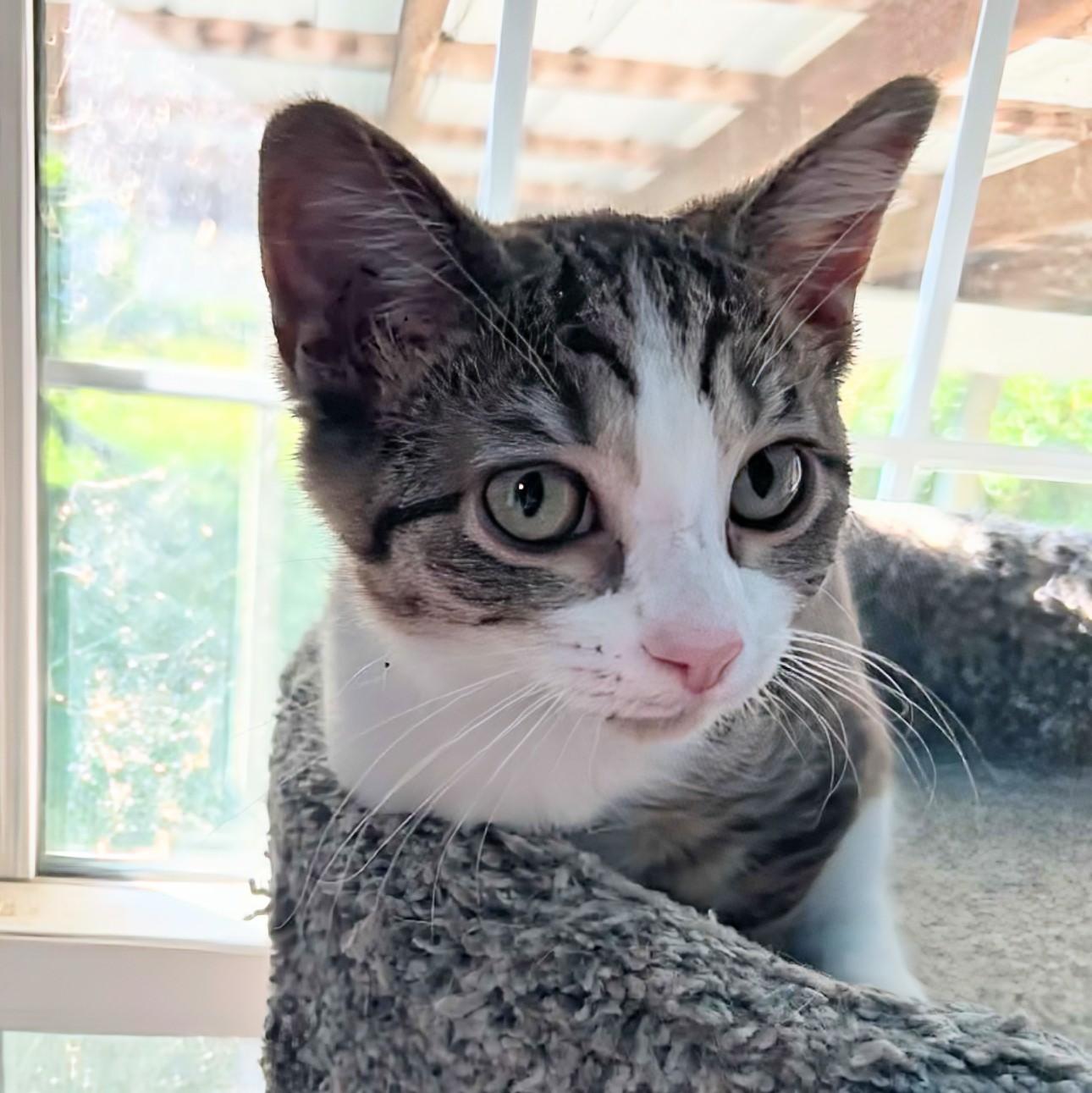 Enlarge Gingham, a Adopted Domestic Short Hair in Fairborn, OH image 1/5