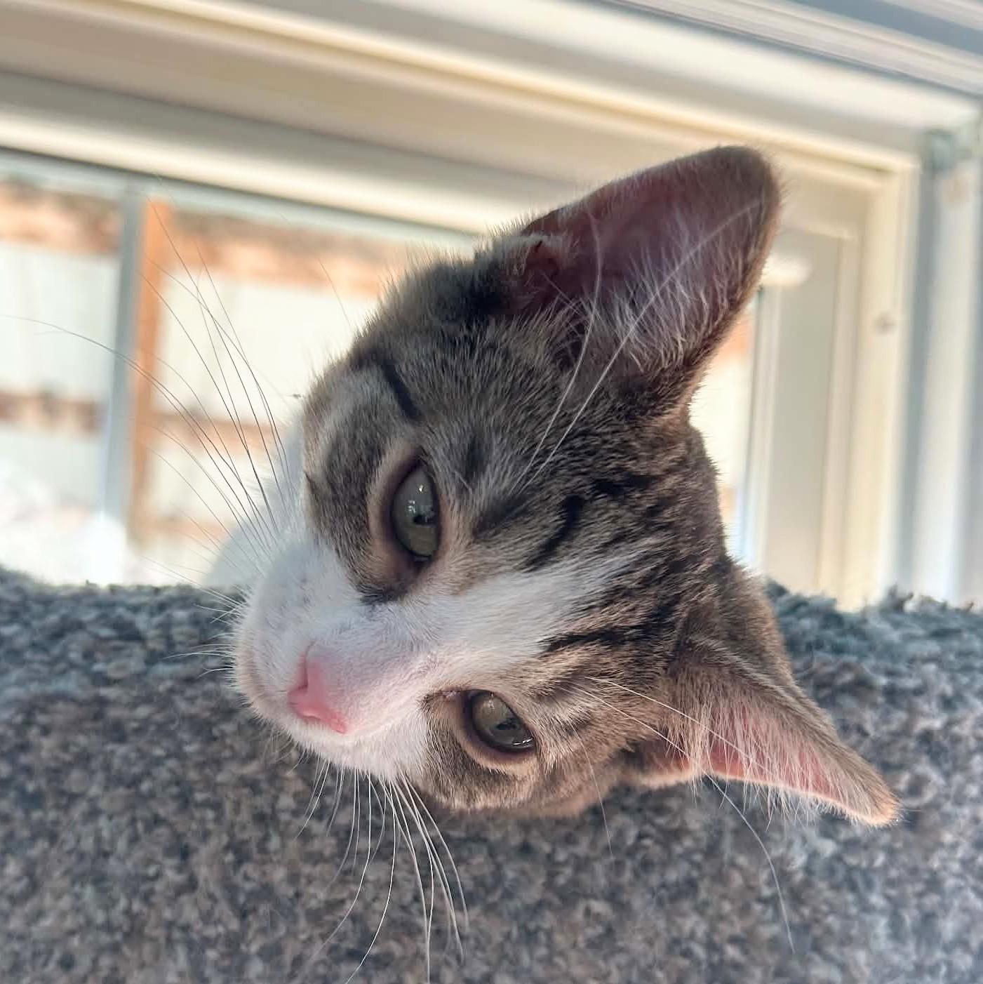 Enlarge Gingham, a Adopted Domestic Short Hair in Fairborn, OH image 3/5