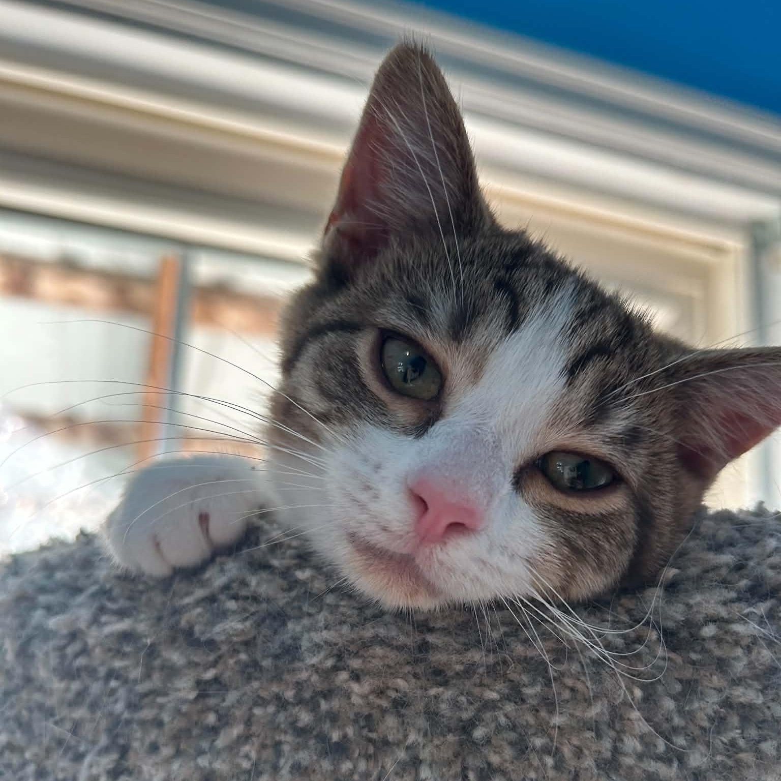 Enlarge Gingham, a Adopted Domestic Short Hair in Fairborn, OH image 2/5
