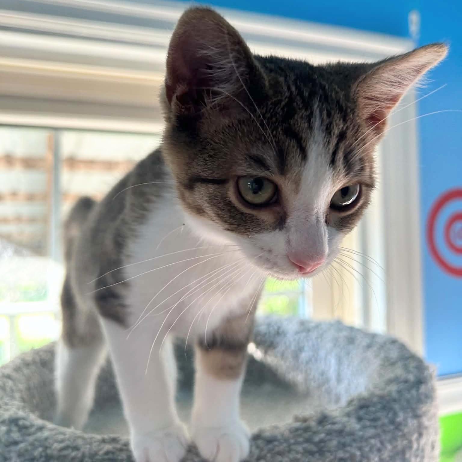 Enlarge Gingham, a Adopted Domestic Short Hair in Fairborn, OH image 5/5