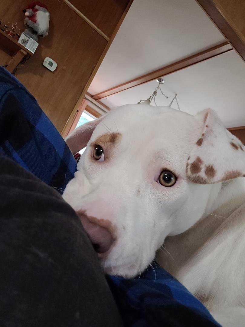 Enlarge Heckle, a Adoptable mixed breed in Minneapolis, MN image 7/8