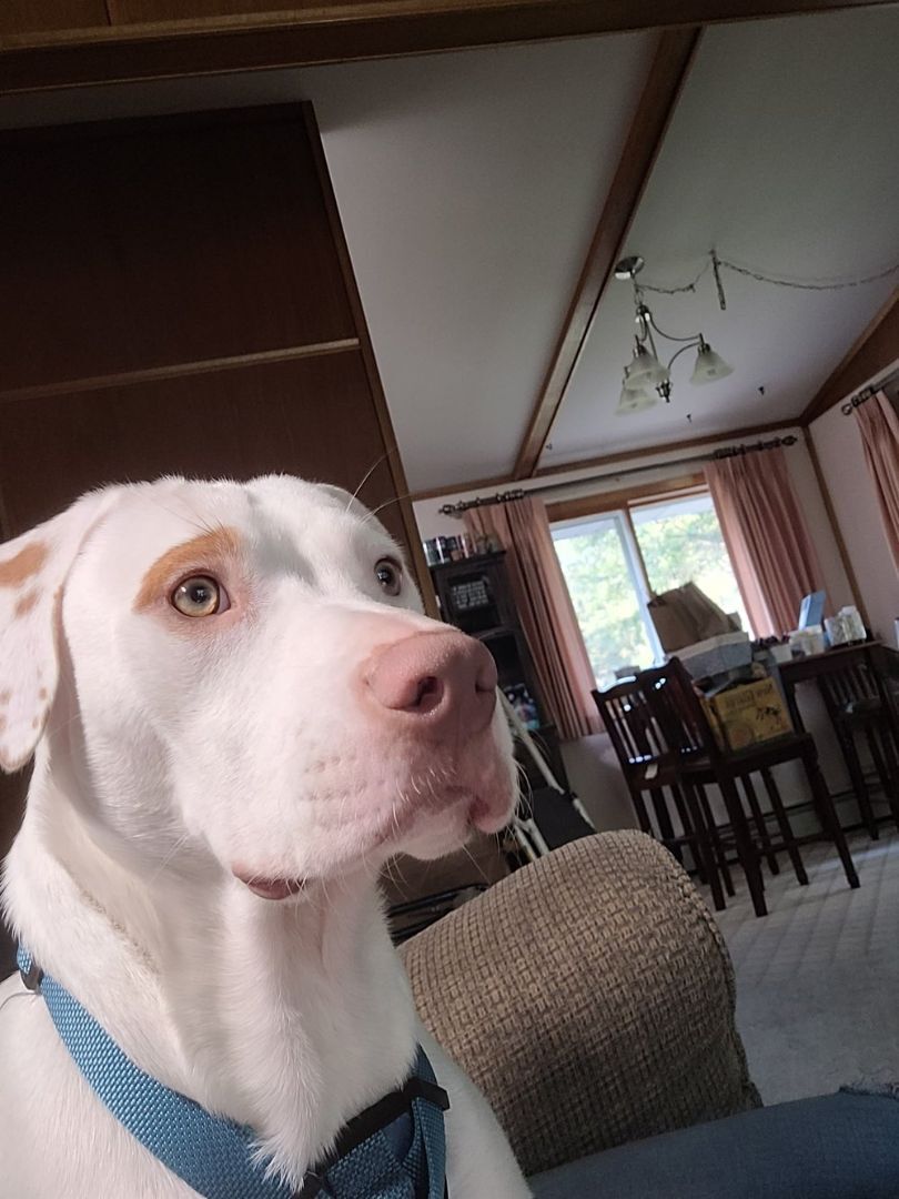 Heckle, a Adoptable mixed breed in Minneapolis, MN image 5/8