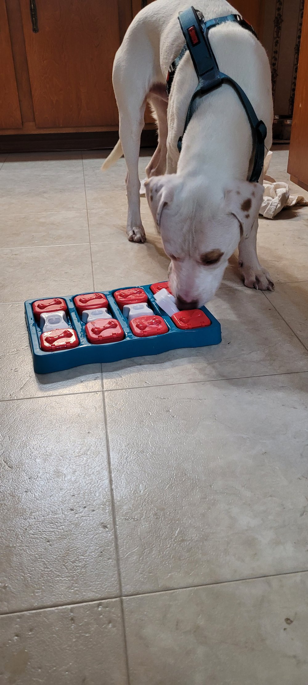 Enlarge Heckle, a Adoptable mixed breed in Minneapolis, MN image 8/8