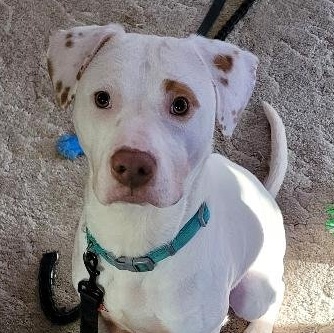 Heckle, Adoptable, Adult Male Pit Bull Terrier & Labrador Retriever.