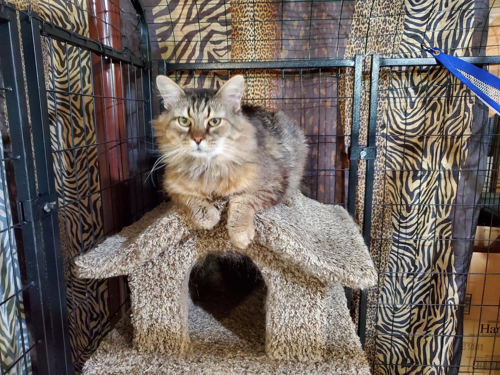 Enlarge Jefferson (Jeff), a Adoptable mixed breed in Cincinnati, OH image 2/3