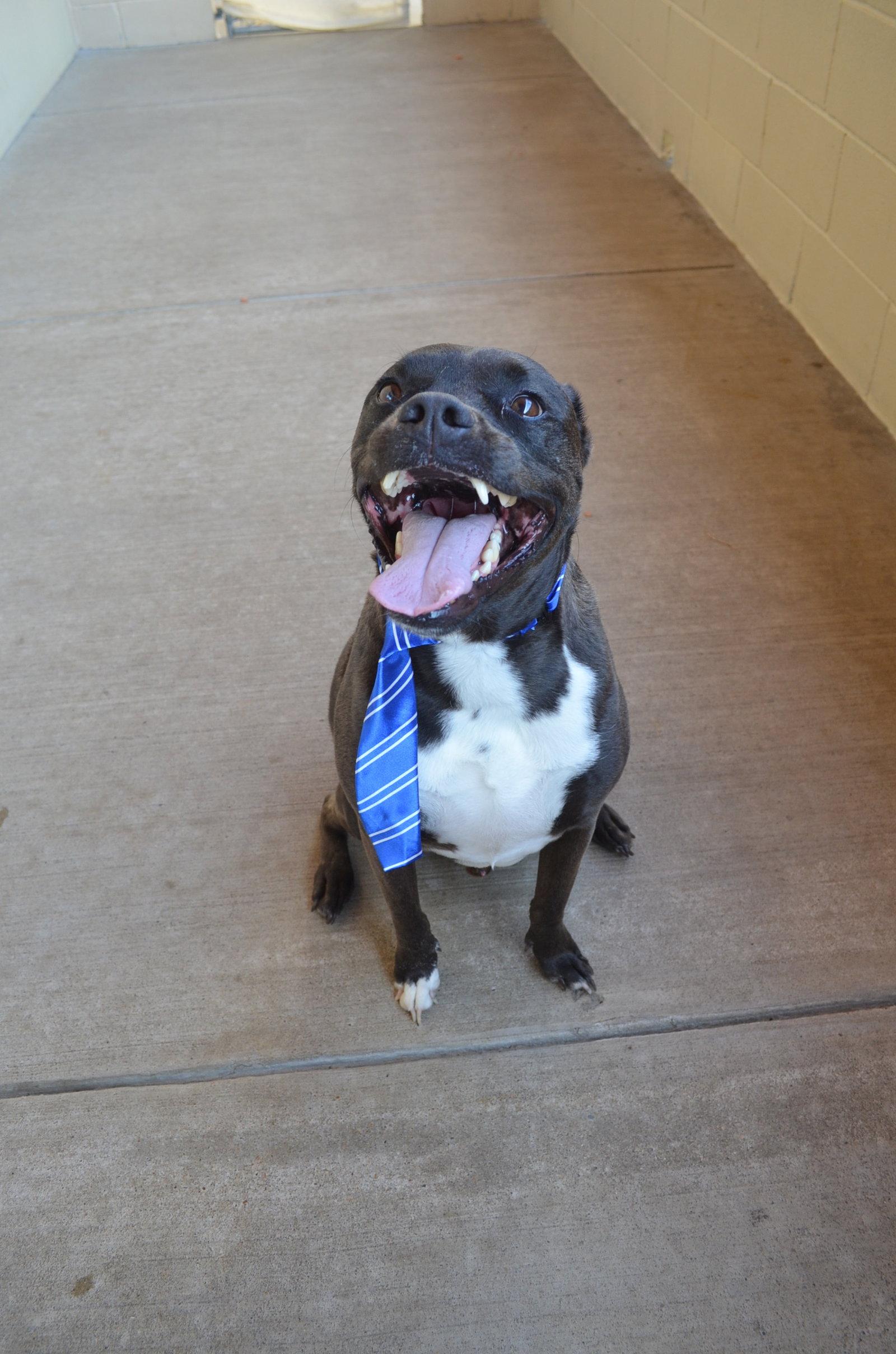 Enlarge Gustavo, a Adoptable Pit Bull Terrier in McKinney, TX image 1/3