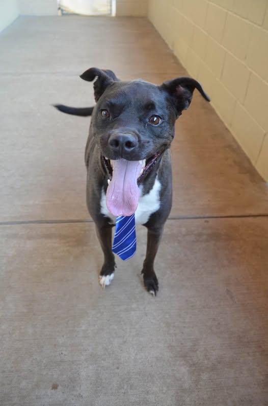 Enlarge Gustavo, a Adoptable Pit Bull Terrier in McKinney, TX image 2/3