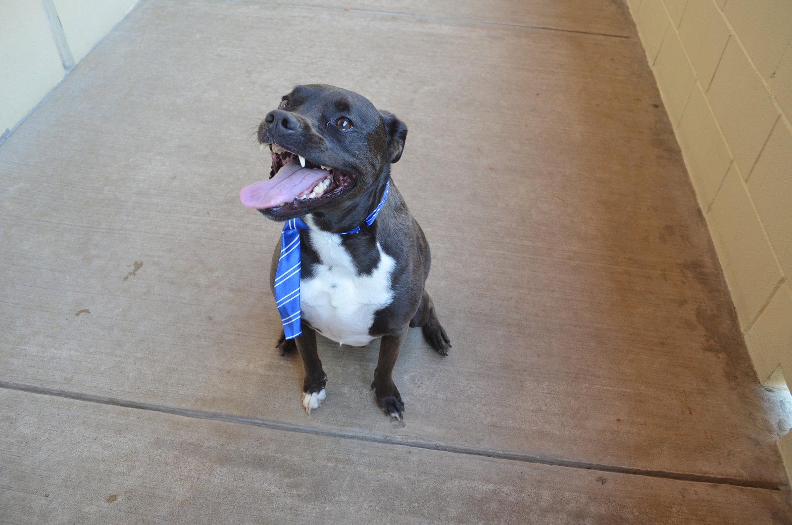 Enlarge Gustavo, a Adoptable Pit Bull Terrier in McKinney, TX image 3/3