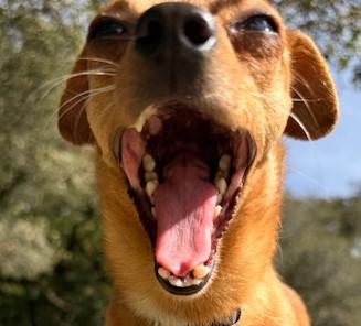 Enlarge Georgia, a ADOPTABLE mixed breed in Santa Rosa, CA image 3/6