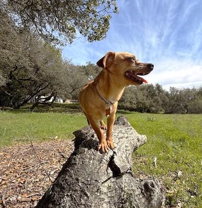 Enlarge Georgia, a ADOPTABLE mixed breed in Santa Rosa, CA image 6/6