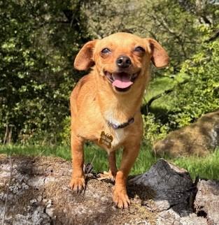 Enlarge Georgia, a ADOPTABLE mixed breed in Santa Rosa, CA image 2/6