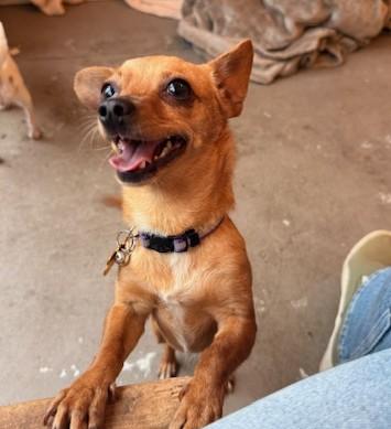 Georgia, ADOPTABLE, Adult Female Chihuahua.