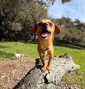 Enlarge Georgia, a ADOPTABLE mixed breed in Santa Rosa, CA image 5/6
