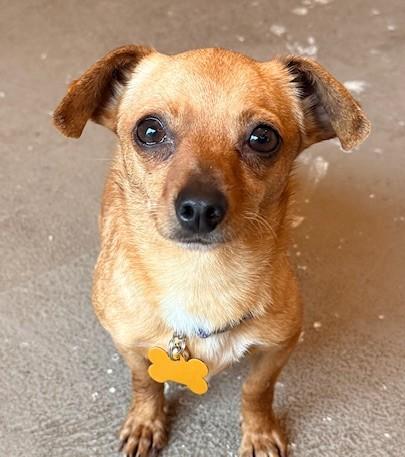 Enlarge Georgia, a ADOPTABLE mixed breed in Santa Rosa, CA image 4/6