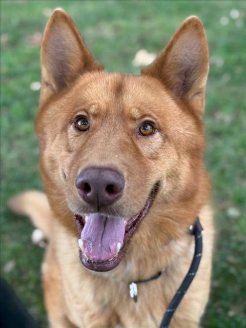 OSO, Adoptable, Adult Male German Shepherd Dog & Siberian Husky.