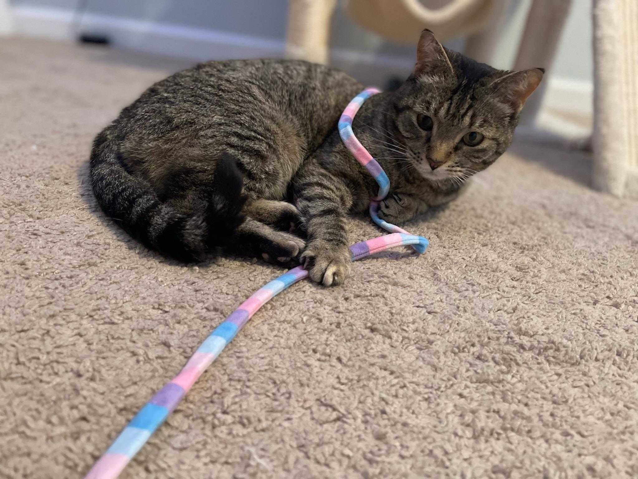 Sweetie, a ADOPTABLE Domestic Short Hair in Mount Juliet, TN image 4/6