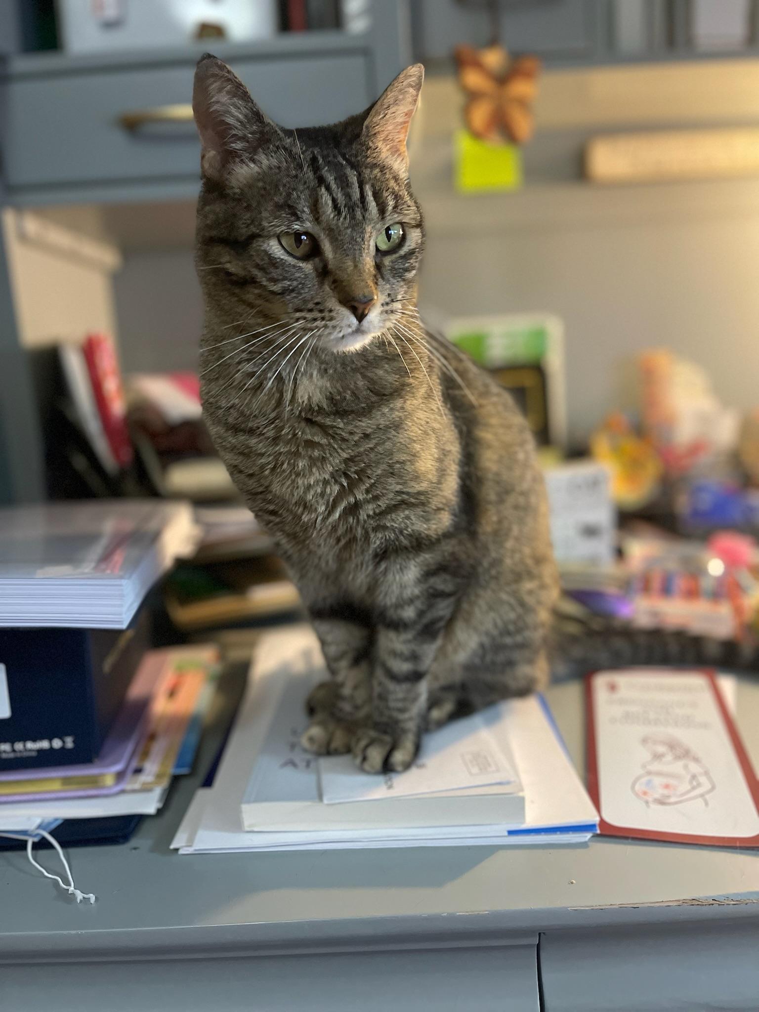 Sweetie, a ADOPTABLE Domestic Short Hair in Mount Juliet, TN image 5/6