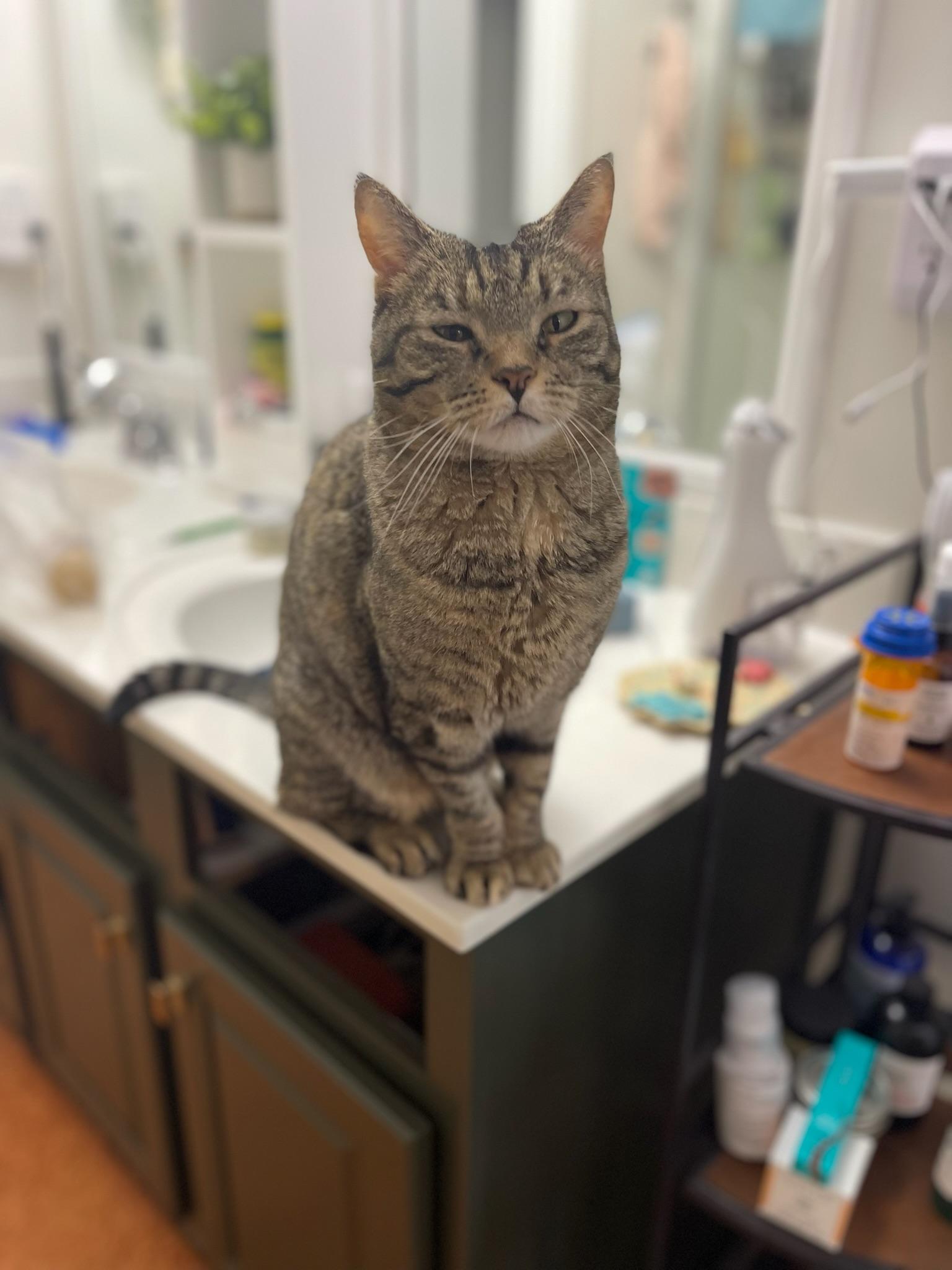 Sweetie, a ADOPTABLE Domestic Short Hair in Mount Juliet, TN image 3/6