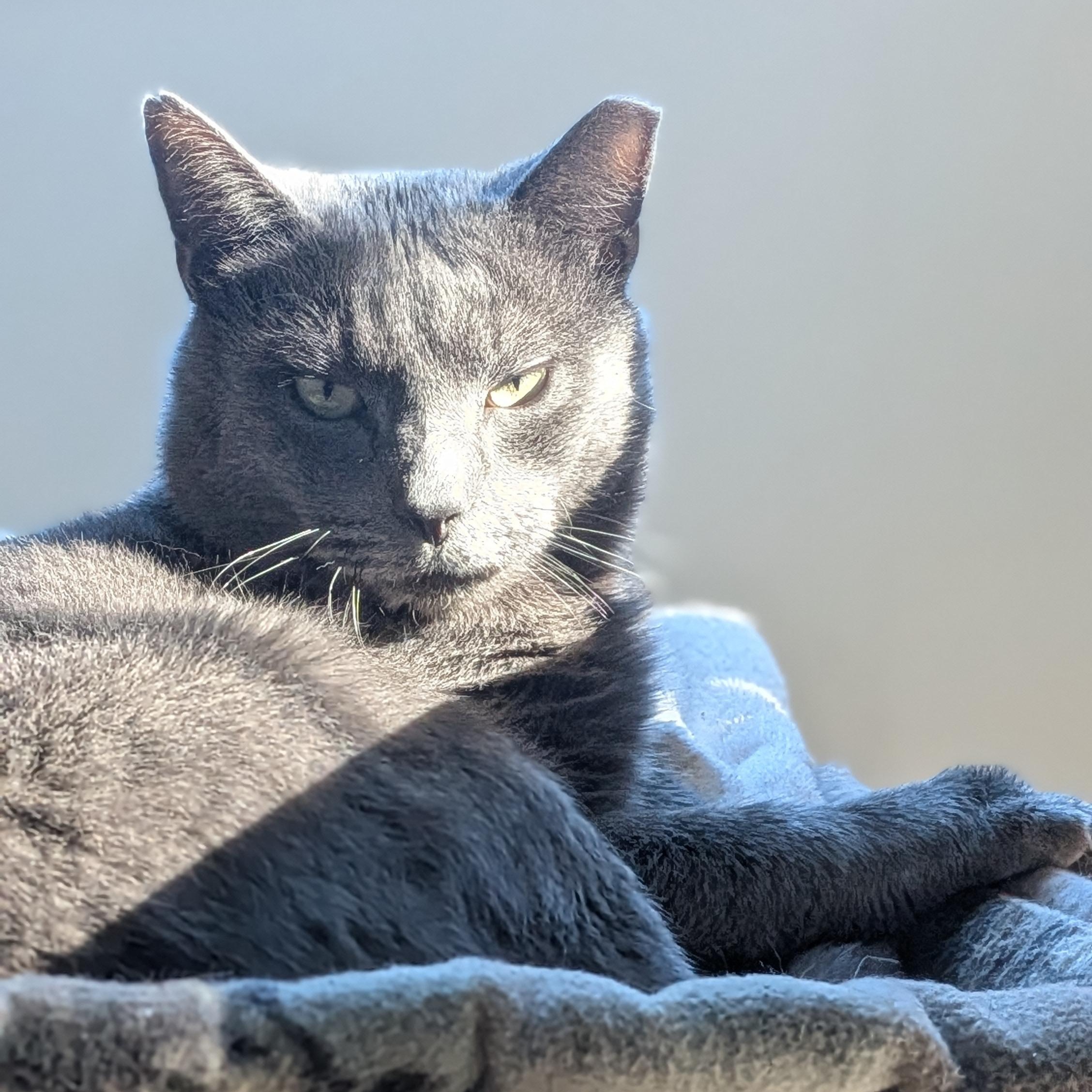 Mr. Gray, ADOPTABLE, Adult Male Russian Blue.