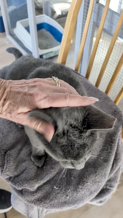 Enlarge Mr. Gray, a ADOPTABLE mixed breed in Wilmington, NC video 1/2