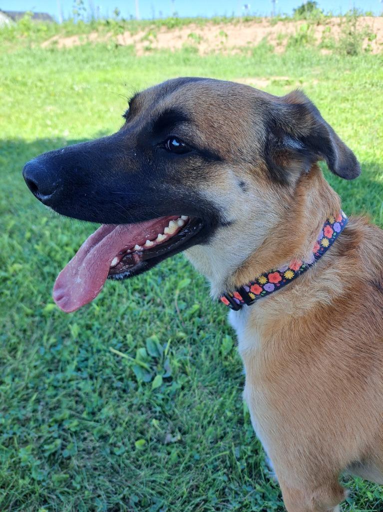 Barbie, Adopted, Adult Female German Shepherd Dog & Hound.